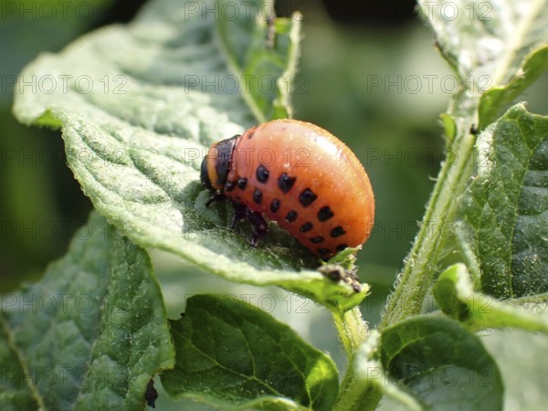 Larva of a Colorado potato beetle (Leptinotarsa decemlineata), Lower Rhine, North Rhine-Westphalia, Germany, Europe