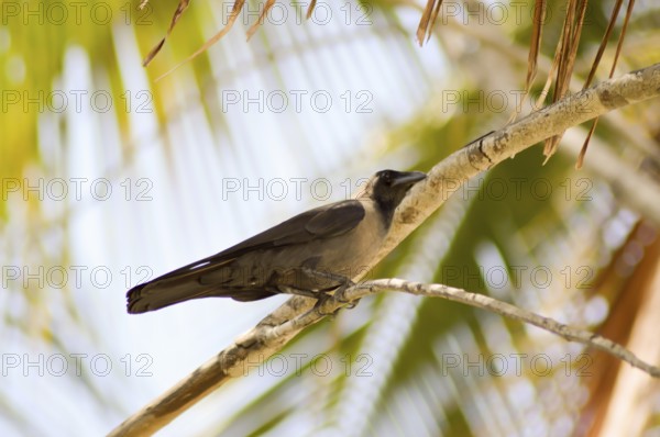 Black crow standing on a tree branch with a bottom palm at the bottom of Bamburi beach in Kenya