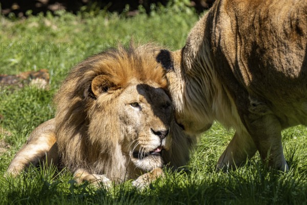 Pair of lions