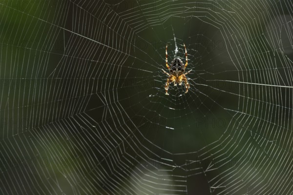 European garden spider (Araneus diadematus), in its web in the sunshine, Saxony, Germany, Europe