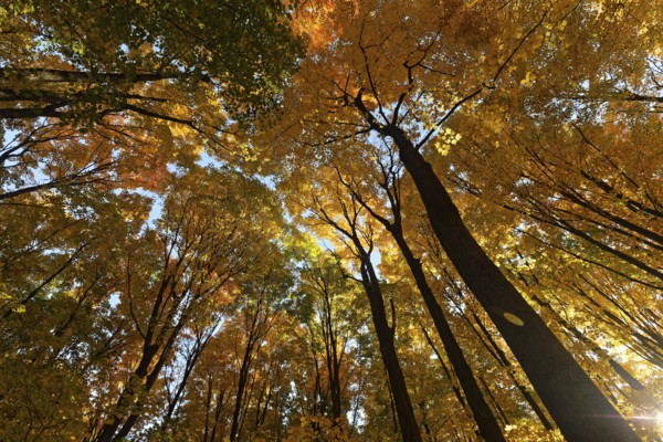 Nature, autumnal forest, view from below into the tree tops, Province of Quebec, Canada, North America