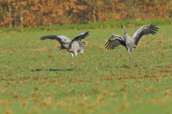 Common Crane, Grus grus, grey crane, Europe, europe, animals, bird, birds, crane, crane