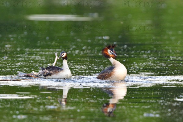 Pairing of the Great crested grebe. Great crested grebe mating