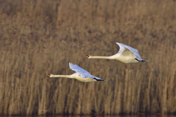 Mute Swans in flight, Mute Swan in flight