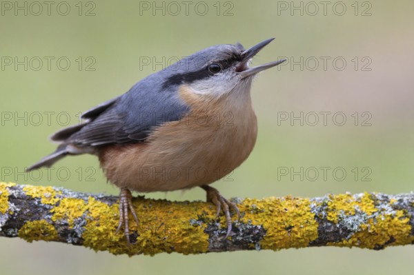 Nuthatch (Sitta europaea) calling on a lichen-covered branch, protected forest forest, Black Forest, Germany, Europe