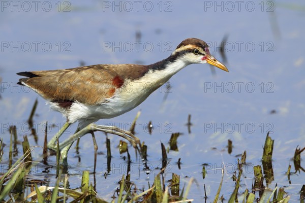 Red-fronted Jacana jacana, Argentina, South America