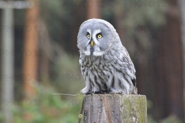 Great horned owl on tree trunk