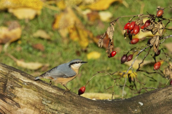 Nuthatch standing on a tree trunk with red rose hips, looking right