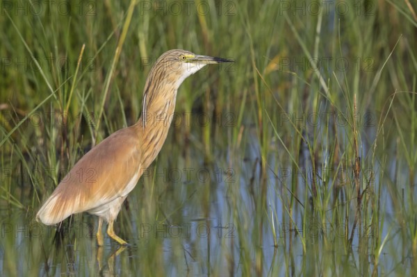 Squacco heron, heron, animals, birds, biotope, foraging, (Ardeola ralloides), Lesbos, Greece, Europe