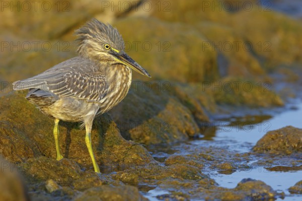 Animals, birds, heron, mangrove heron, (Butorides striatus), foraging in biotope, Quarayyat, Muscat, Muscat, Oman, Asia