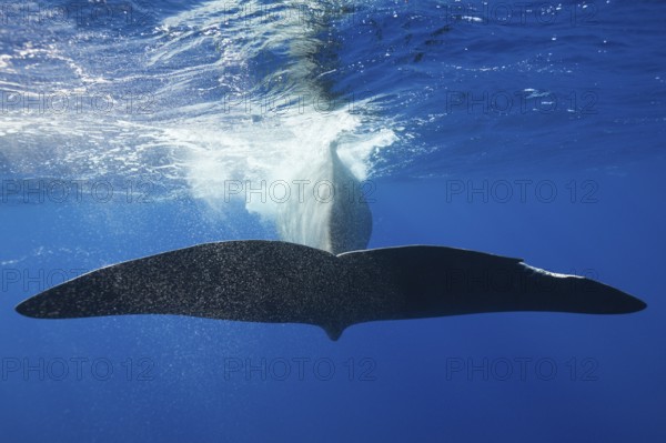 Sperm whale fluke, Physeter macrocephalus, Caribbean, Dominica, Central America