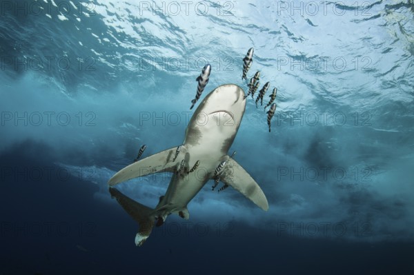 Oceanic whitetip shark, Carcharhinus longimanus, Brother Islands, Red Sea, Egypt, Africa