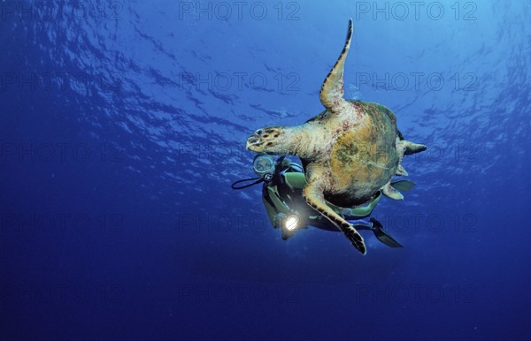 Swimming hawksbill turtle and diver, Eretmochelys imbricata, Egypt, Zabargad, Zabarghad, Red Sea, Africa