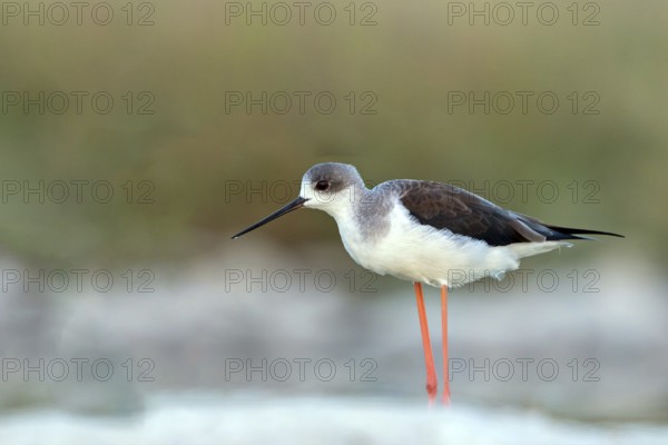 Stilt, (Himantopus himantopus), animals, birds, avocet family, biotope, habitat, Raysut, Salalah, Sohar, Oman, Asia
