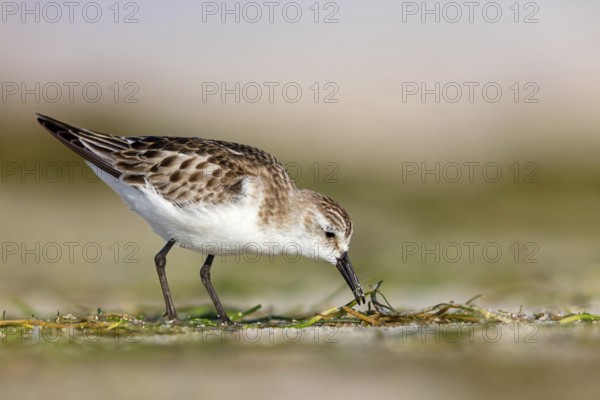 Little Stint, (Calidris minuta), foraging in the Shannah biotope, Barr Al Hikman, Ash Sharqiyah South, Oman, Asia