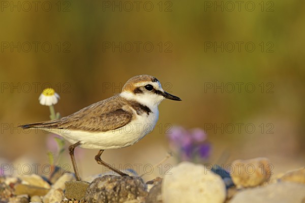 Animals, birds, plover, Kentish plover, (Charadrius alexandrinus), biotope, habitat, foraging, Lesbos, Greece, Europe
