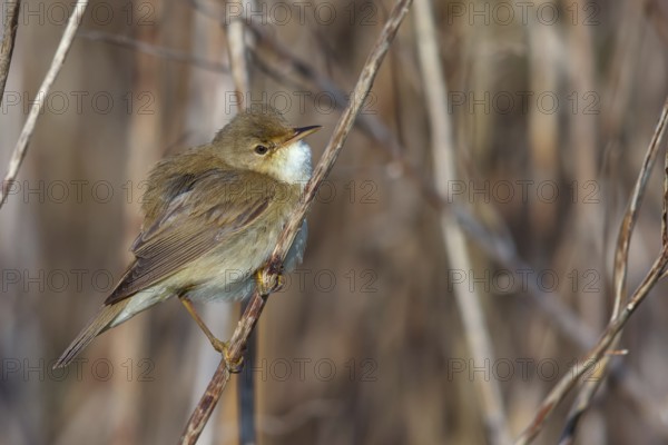 Reed Warbler, subspecies scirpaceus, (Acrocephalus scirpaceus scirpaceus), (Acrocephalus scirpaceus), animals, birds, songbirds, Hockenheim, Baden-Württemberg, Federal Republic of Germany