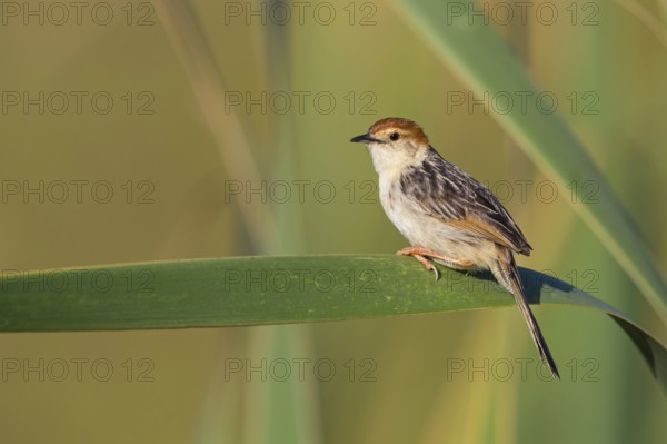 Vley's Cisticola, (Cisticola tinniens), biotope, habitat, perch, False Bay Nature Reserve Stran, Cape Town, Western Cape, South Africa, Africa