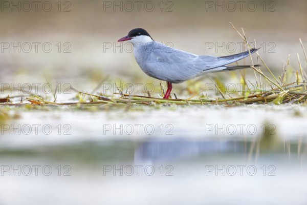 White-bearded Tern, White-bearded Tern, (Chlidonias hybridus), (Chlidonias hybrida), family of Marsh Terns, biotope, habitat, foraging, stands by water, East Khawr Khawr Ad Dahariz, Salalah, Dhofar, Oman, Asia
