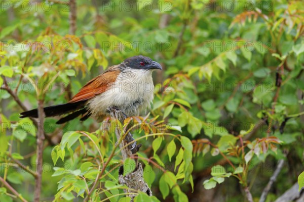 Tiputip, White-browed Coucal, (Burchells Coucal), Centropus superciliosus burchelli, White-browed Spur-winged Cuckoo, animals, birds, iSimangaliso Wetland Park, St. Lucia, KwaZulu-Natal, South Africa, Africa