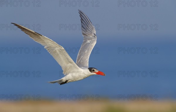Caspian Tern, (Sterna caspia), family of plovers, flight photo, biotope, foraging, Raysut, Salalah, Dhofar, Oman, Asia