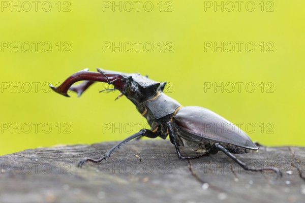 Stag beetle, (Lucanus cervus), animals, insects, beetle, male Neuhofen, garden, Rhineland-Palatinate, Germany, Europe