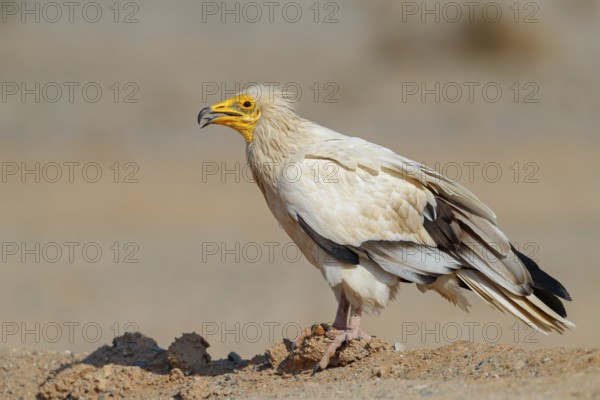 Egyptian Vulture, Neophron percnopterus, Vautour percnoptère, Percnoptère d'Égypte, Alimoche Común Shannah, Sur Masirah, Ash Sharqiyah South, Oman, Asia