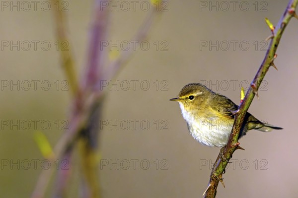 Chiffchaff, (Phylloscopus collybita), (Phylloscopus collybitus), willow warbler, songbird, perch, biotope, habitat, resting Nahe valley, Rhineland-Palatinate, Federal Republic of Germany