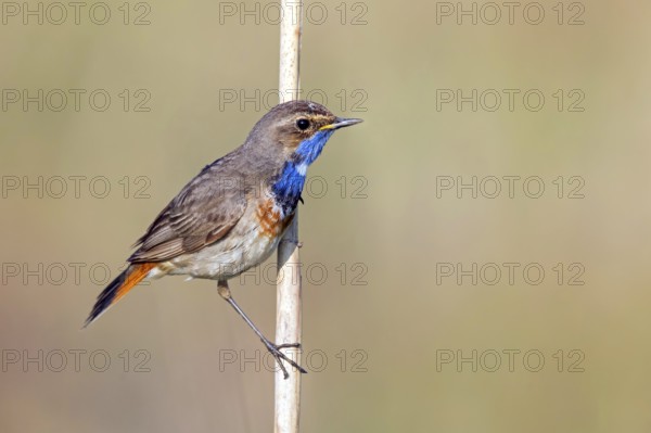 White-starred bluethroat (Luscinia svecica), sitting on a reed, Wadi Darbat, Salalah, Rhineland-Palatinate, Oman, Asia