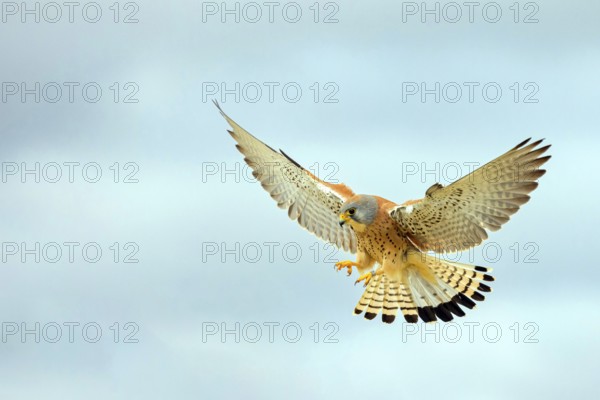 Kestrel, (Falco tinnunculus), falcon family, falcons, shaking flight, Hides de El Taray Lesser Kestr, Villafranca de los Caballeros, Castilla La Mancha Toledo, Spain, Europe