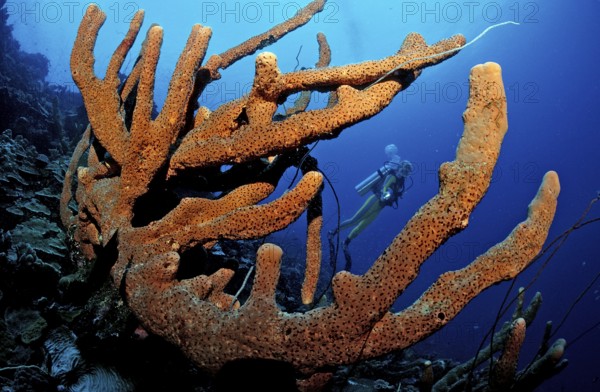 Diver and tube sponge, British Virgin Islands, BVI, Caribbean Sea, Caribbean, Leeward Islands, North America