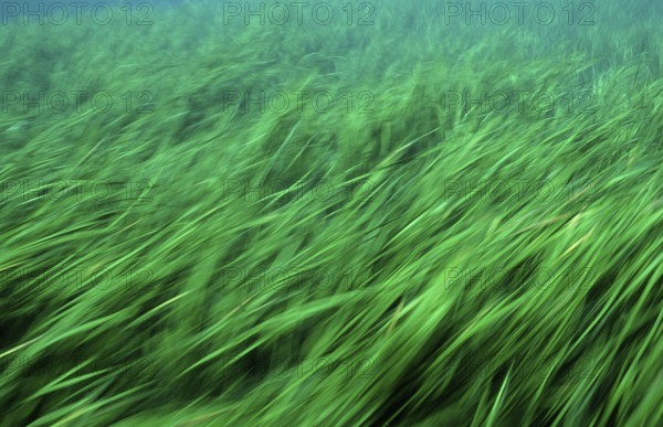 Rainbow River water plants, USA, Florida, FL, North America