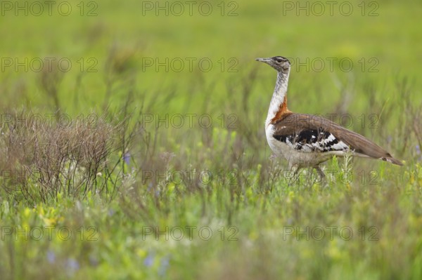 Kaffir Bustard, (Ardeotis denhami, Neotis denhami), Bustards, Birds, Africa, South Africa, KwaZulu-Natal, iSimangaliso Wetland Park, St. Lucia, KwaZulu-Natal, Africa