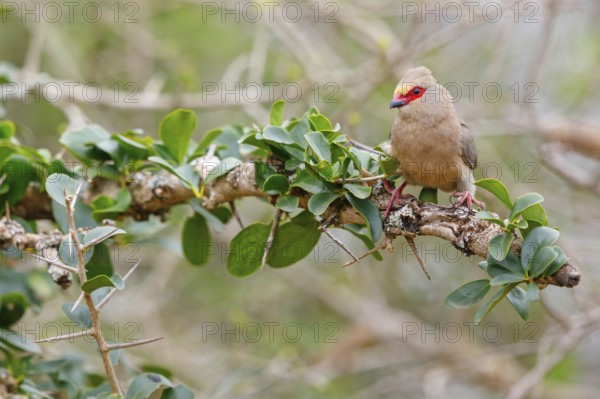 Red-tailed Mousebird, (Urocolius indicus), on perch, Africa, South Africa, KwaZulu-Natal, Mkuze Game Reserve, Mkuze, KwaZulu-Natal, Africa