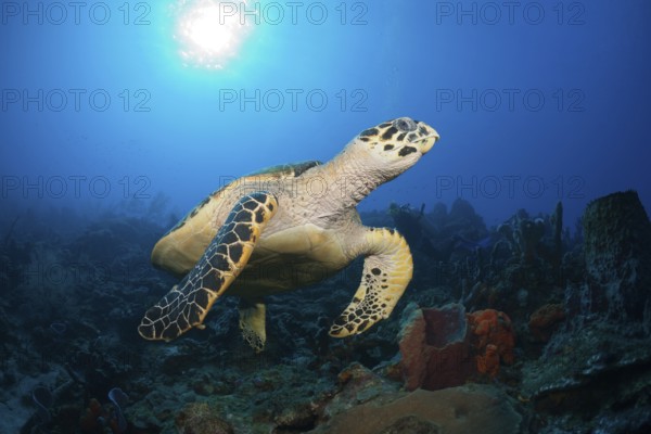 Hawksbill sea turtle, Eretmochelys imbriocota, Caribbean, Dominica, Central America