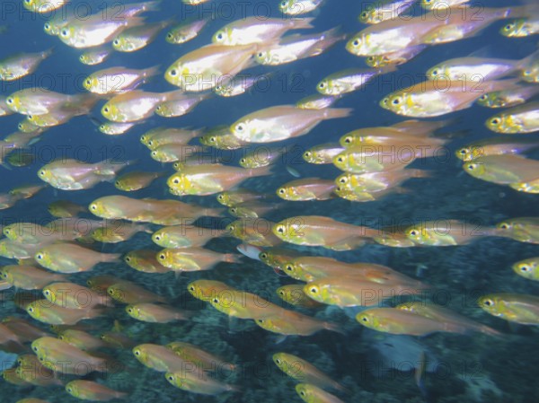 Pigmy sweeper (Parapriacanthus ransonneti)