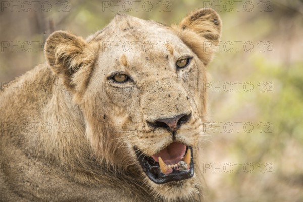Starring Lion in the Kruger National Park, South Africa, Africa