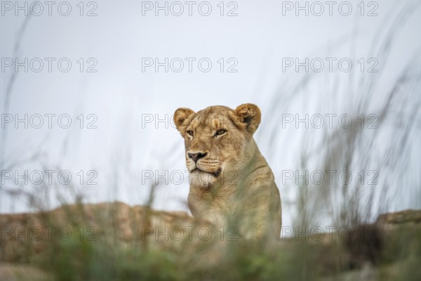 Young male Lion laying on the rocks in the Kruger National Park, South Africa, Africa