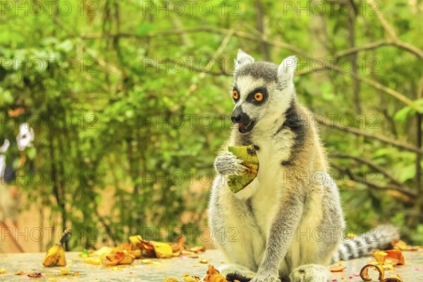 Madagascar Ringtail Lemur, Lemur Catta species eating fruits on forest background