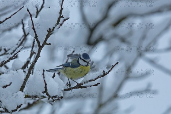 Blue tit