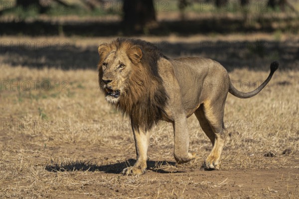 African lion (Panthera leo)