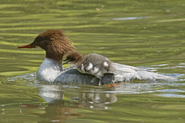 Goosander (Mergus merganser)
