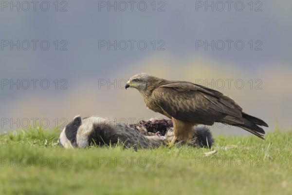 Black kite (Milvus migrans)