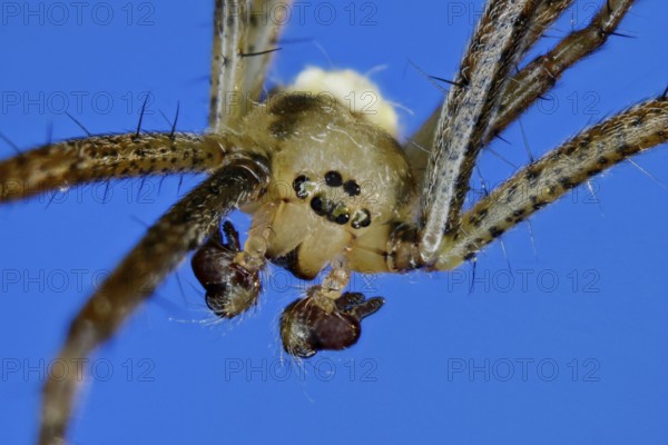 Zebra spider - male