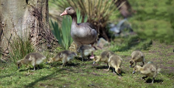 Greylag goose (Anser anser)