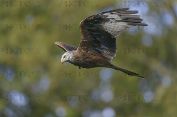 Red kite (Milvus milvus)