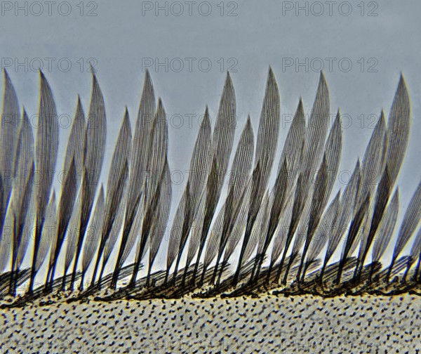 Wing edge of a mosquito 400 times