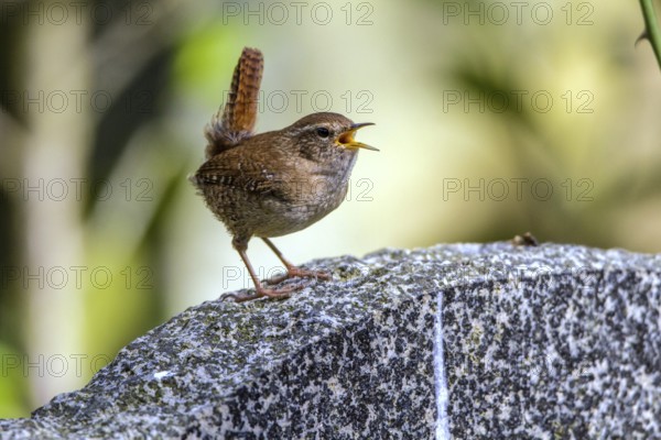 Wren - singing male (Troglodytes troglodytes)