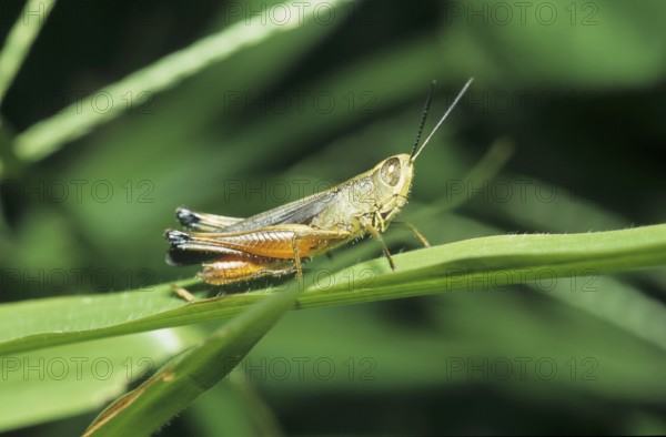 Grasshopper (Acrididae)