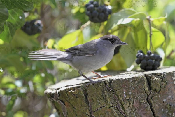 Blackcap (Sylvia atricapilla)